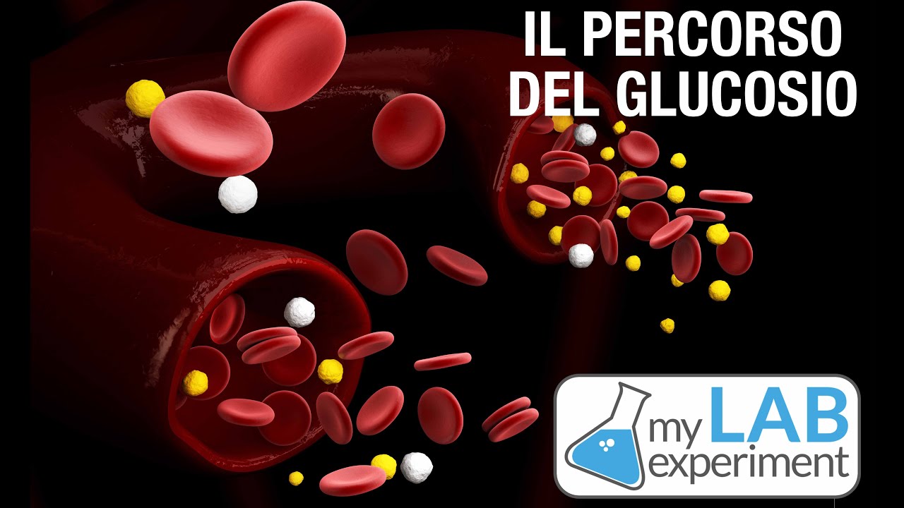 LO SCHEMA della GLICEMIA: che percorso fa il GLUCOSIO quando entra nel sangue?