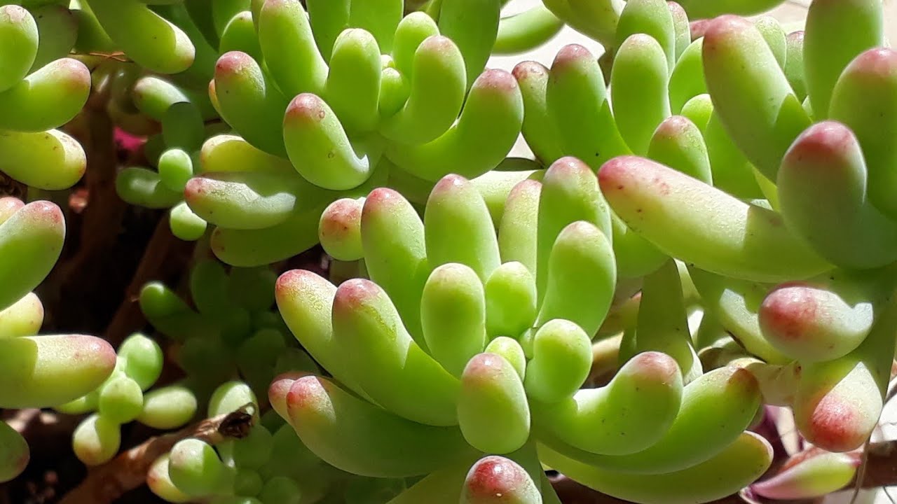 Sedum Jelibon 😀 /Sedum Jelly Beans /Bakım ve budama .
