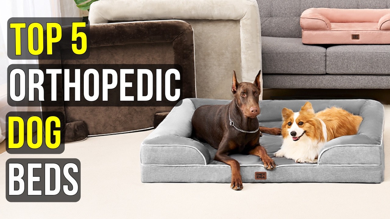 Your Large Dog Deserves This | Top 5 Orthopedic Dog Beds 2026 🛏️🐶