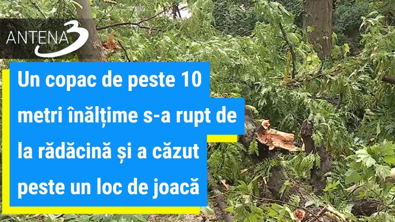 Un copac de peste 10 metri &icirc;nălțime s-a rupt de la rădăcină și a căzut peste un loc de joacă