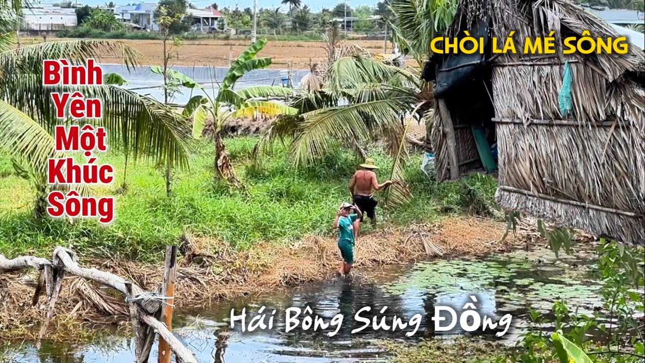 Đi Dọc Sông Quê | Mộc Mạc Dễ Thương Đứa Bé Hái Bông Súng Phụ Ba.