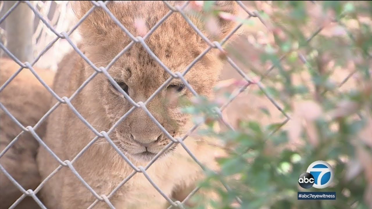 3 lion cubs born at Wildlife Waystation | ABC7