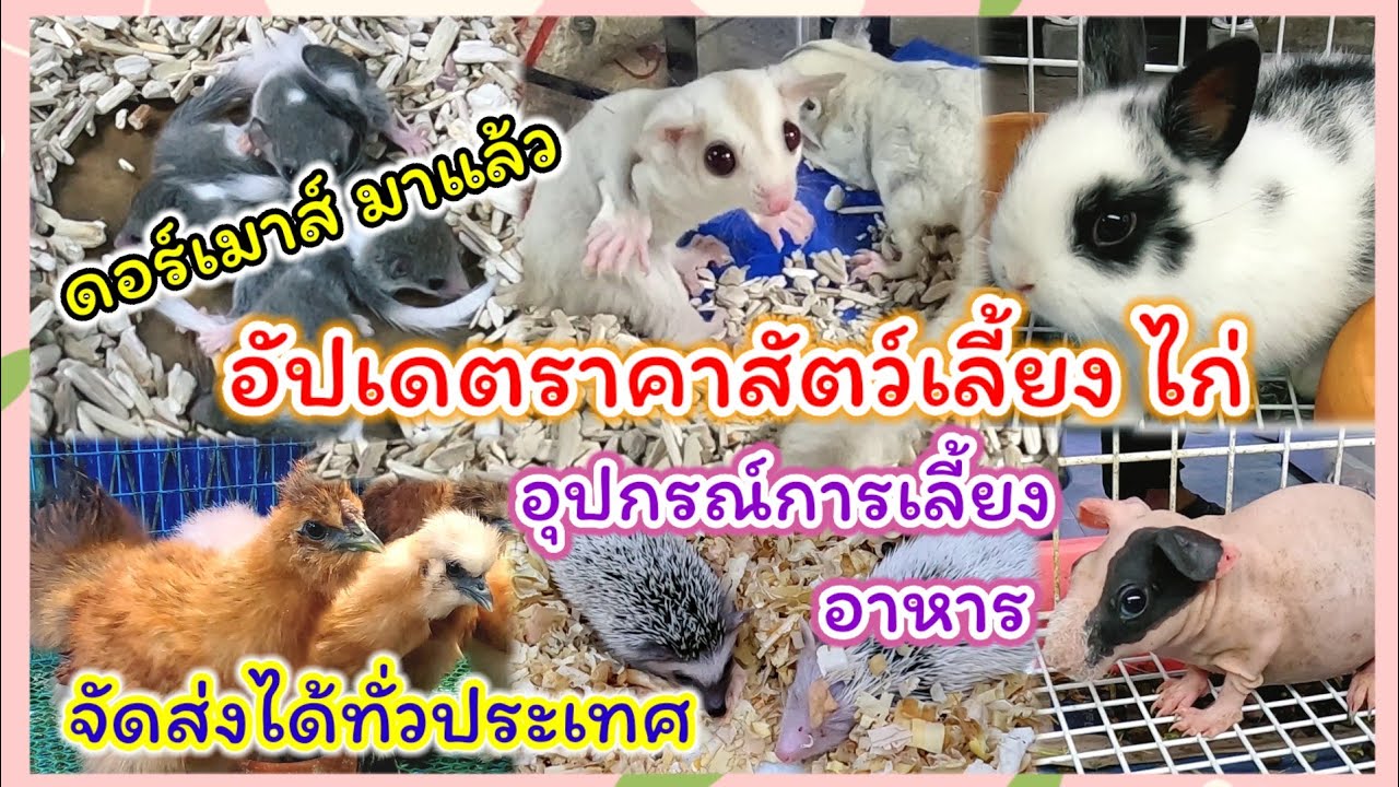 อัปเดตราคาสัตว์เลี้ยง ไ่ก่ ฯลฯ จัดส่งได้ทั่วประเทศ จตุจักร มีนบุรี ร้านไอซ์มีนบุรี