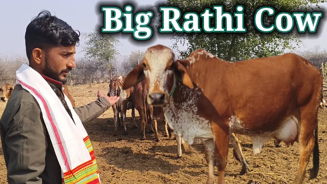 Big Rathi Cow,20 kg milk,for sale,बॉर्डर एरिया की शुद्ध राठी गायें बीकानेर में उपलब्ध,@PremAgroFarm 