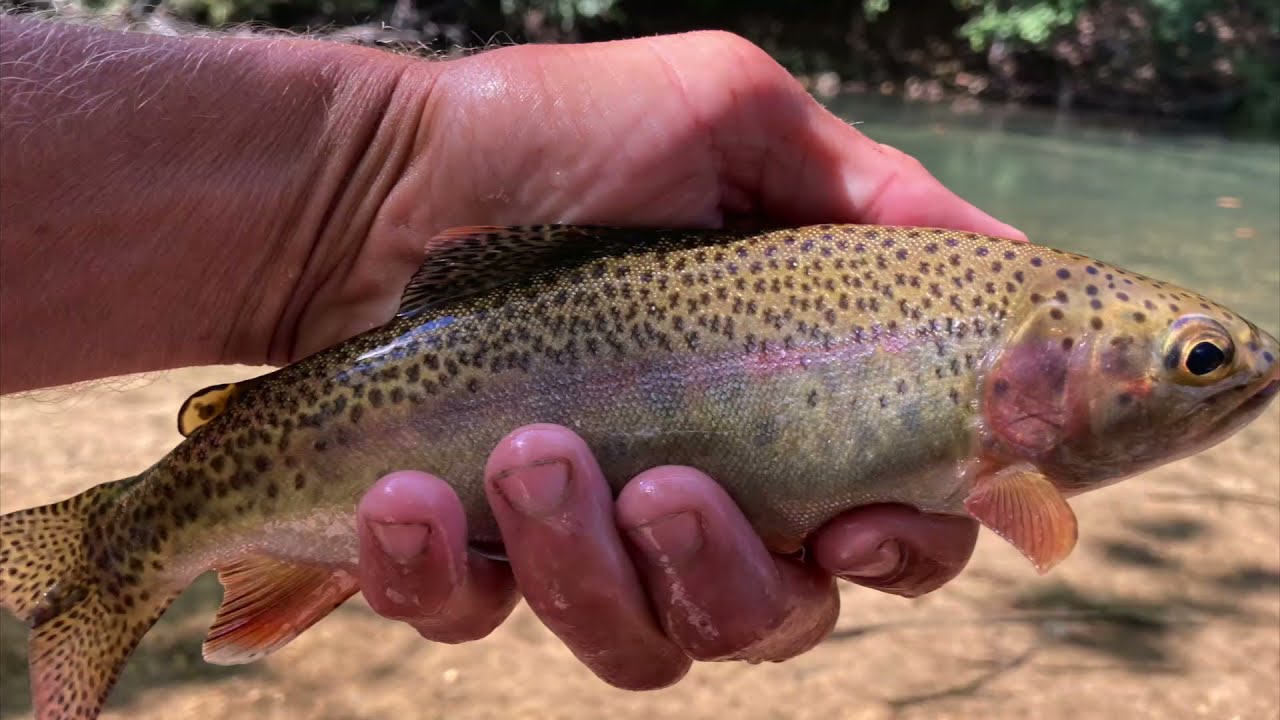 Little Piney Creek Fly Fishing & Lures Trout (wild rainbow) in Missouri - Blue Ribbon Area