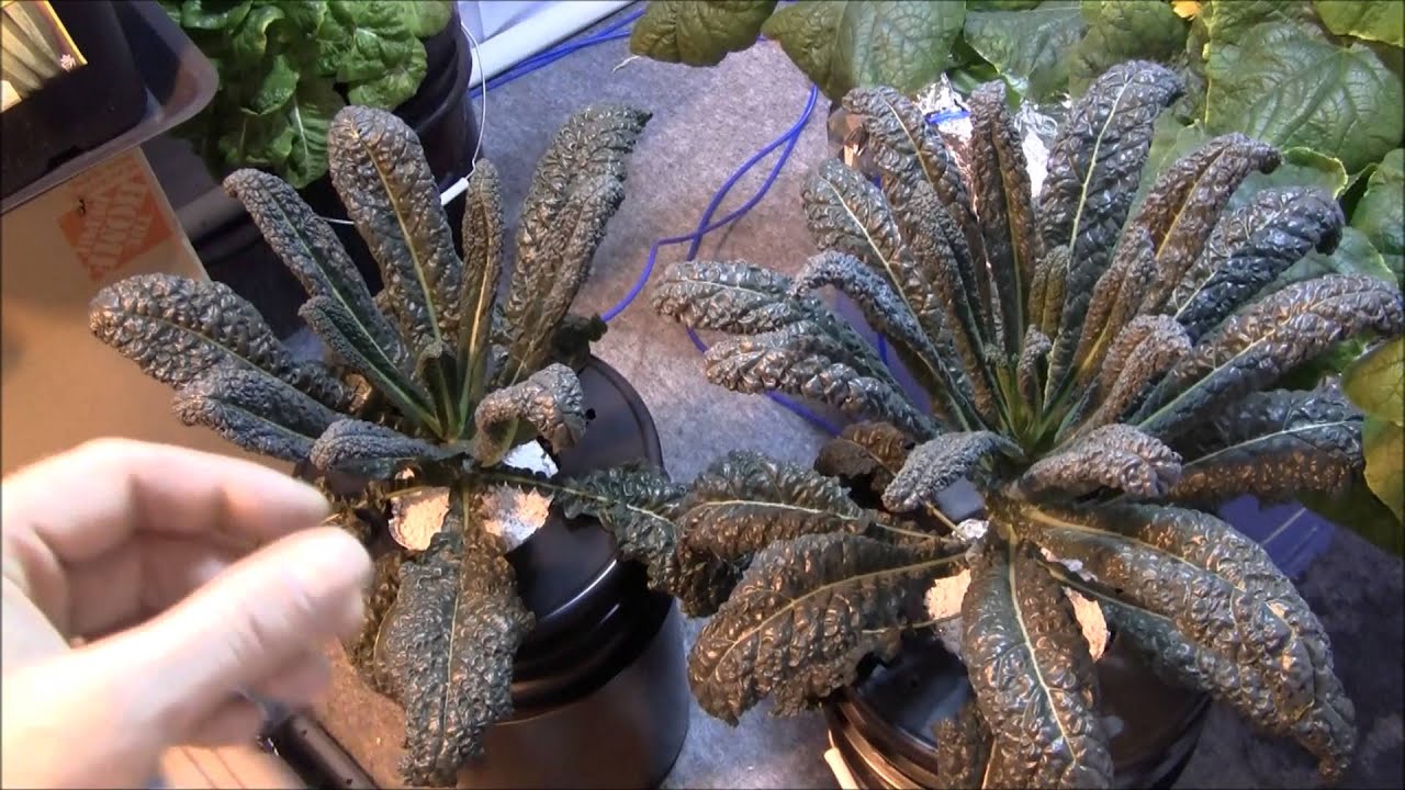 Hydroponic Dinosaur Kale - DWC vs Kratky
