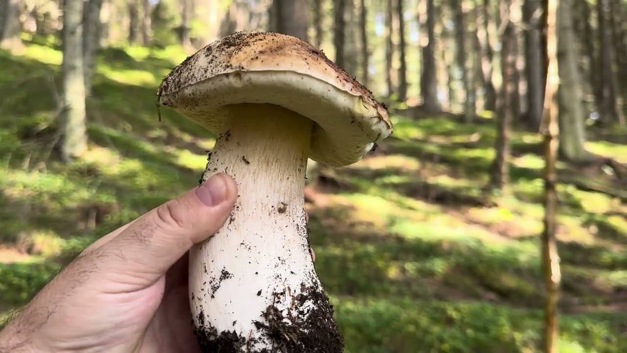 Hribi sanatosi de toamnă în Bucovina !