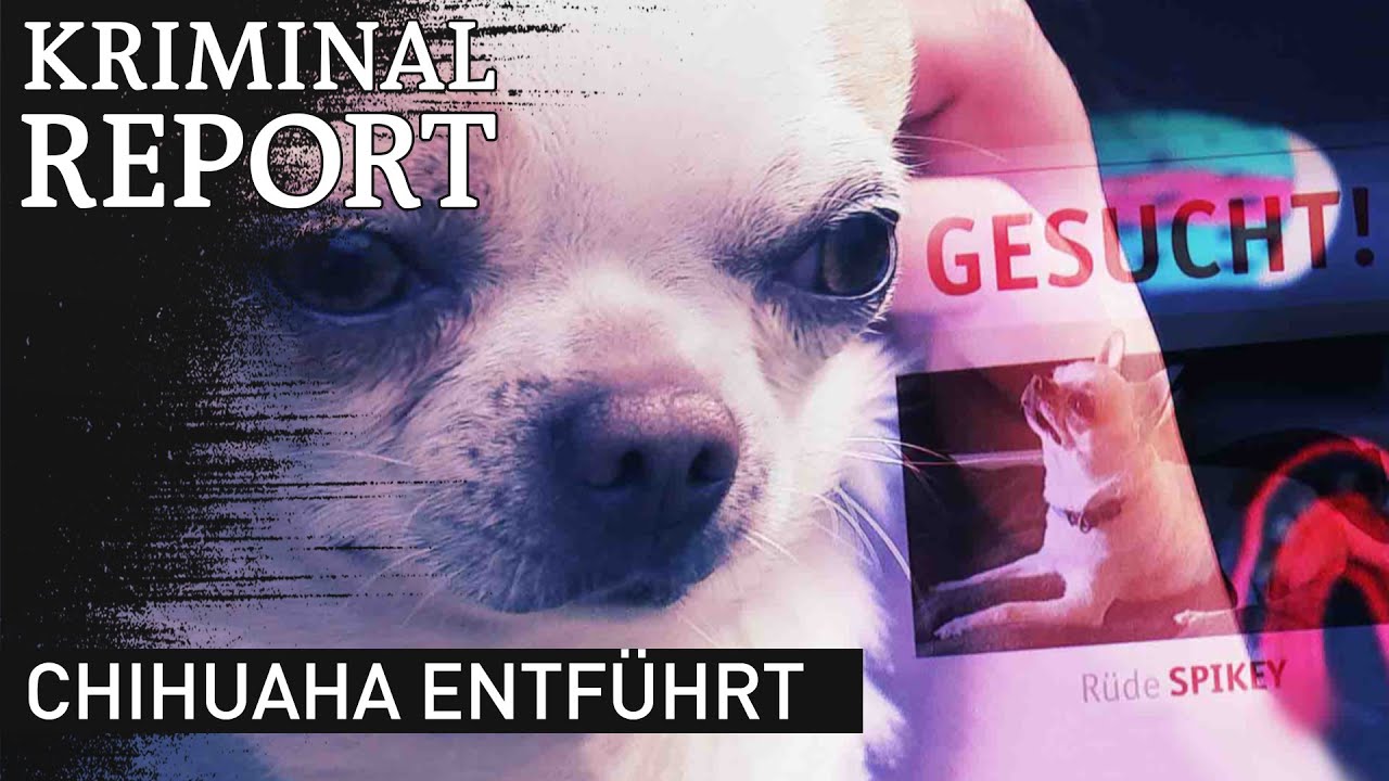 Chiuahua entf&uuml;hrt | Kriminalreport