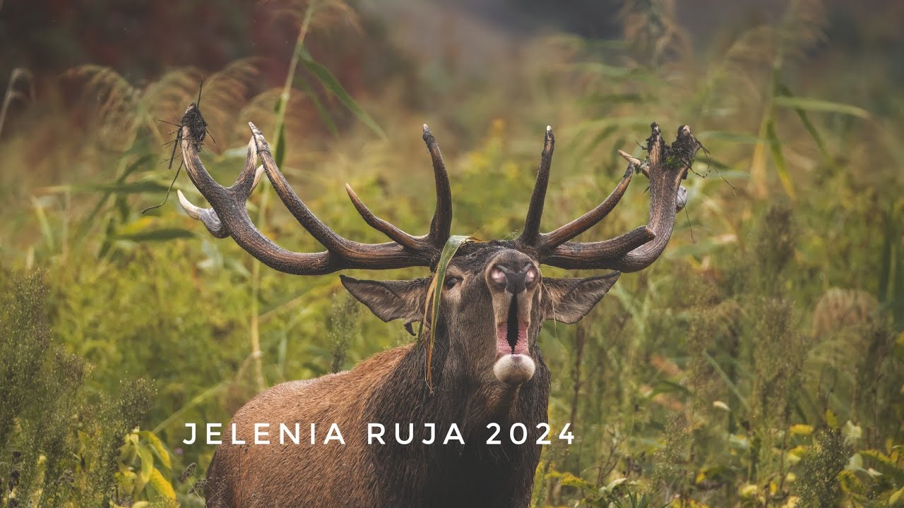 Jelenia ruja 2024 l Wildlife photography l Red deer rut