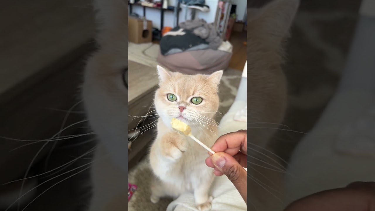 She literally goes bonkers for Bonkers Purr Pops. Chicken flavor