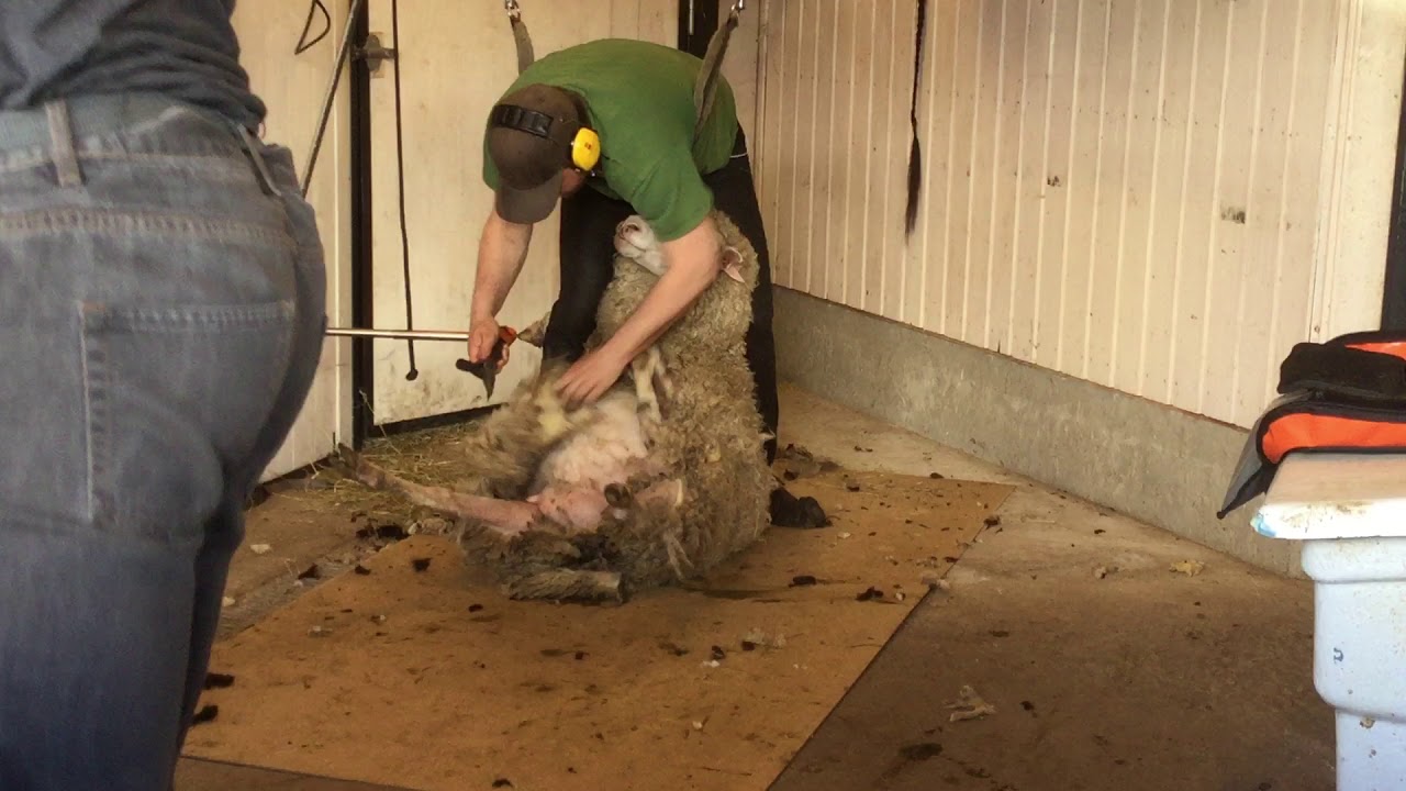 Fårklippning på Långholmen