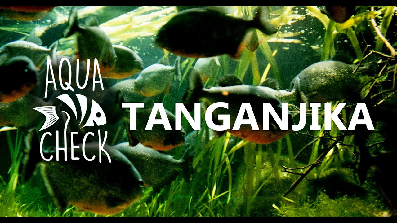 Tanganjika Cichliden - Vielfalt afrikanischer Buntbarsche