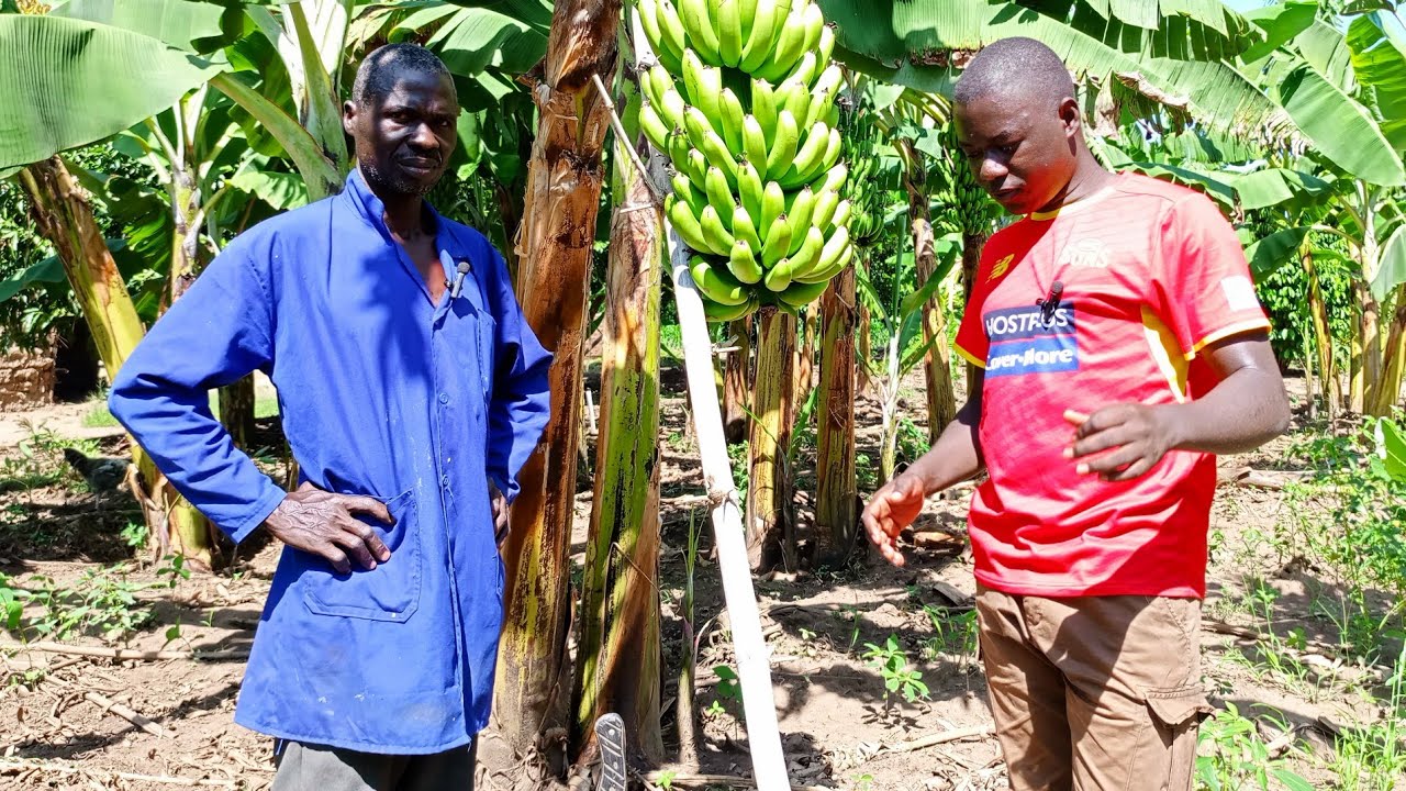 How to Make Millions from Banana farming in Northern Uganda