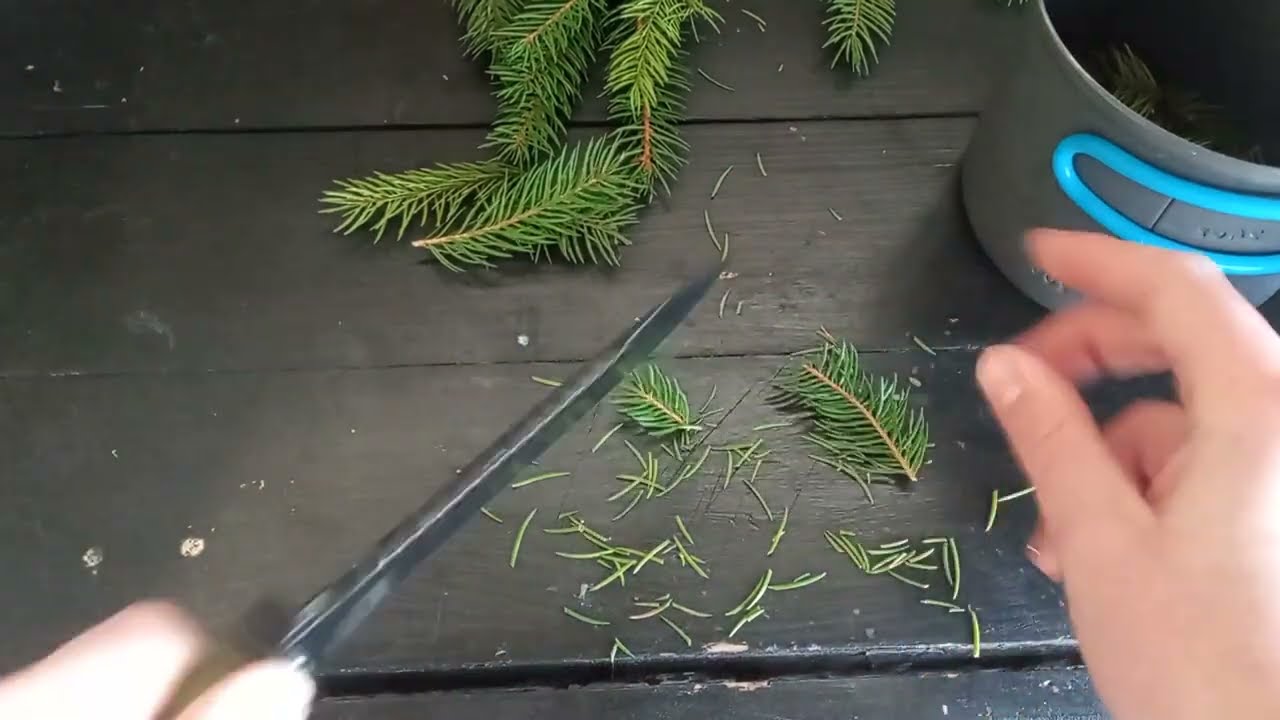 Świerk i jego właściwości lecznicze   / Zielnik preppersa #1