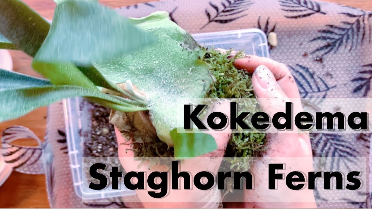 KOKEDAMA TUTORIAL: STAGHORN FERNS
