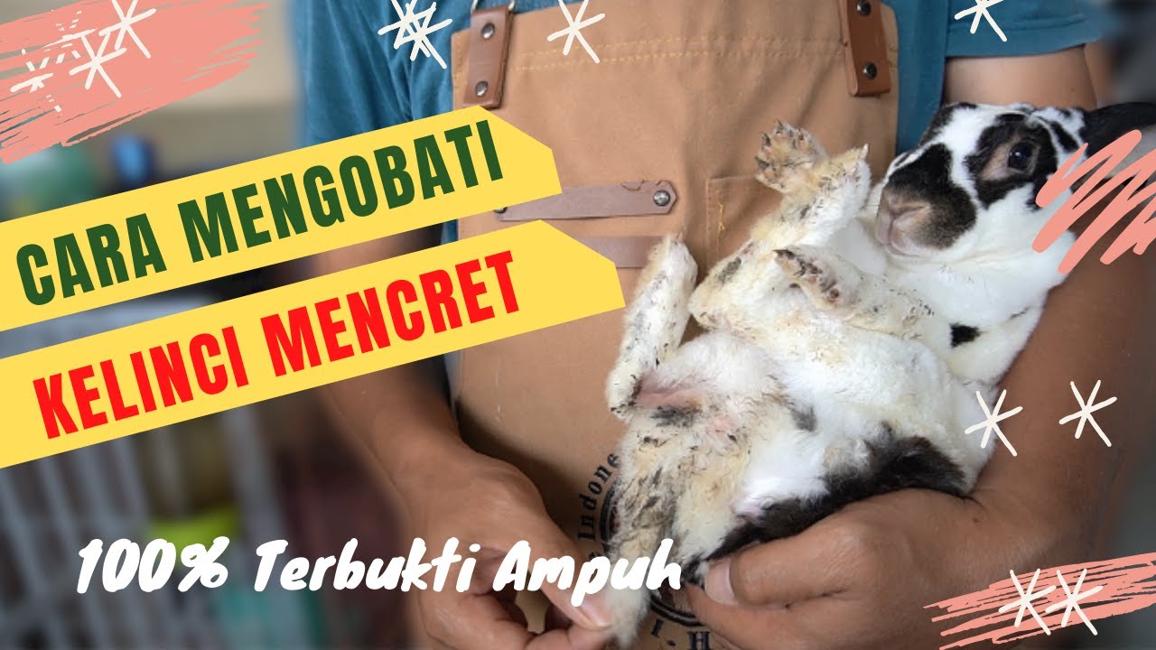 CARA MENGOBATI KELINCI MENCRET PALING AMPUH 2 HARI LANGSUNG SEMBUH
