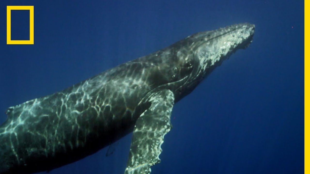 Les baleines à bosse, infatigables voyageuses