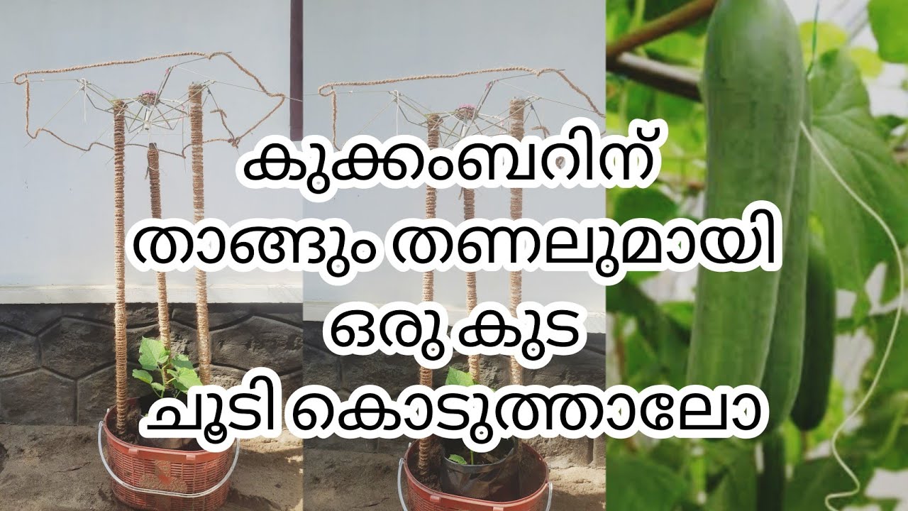 Trellis for climbing plants|cucumber trellis making from waste materials|reuse idea of old umbrella