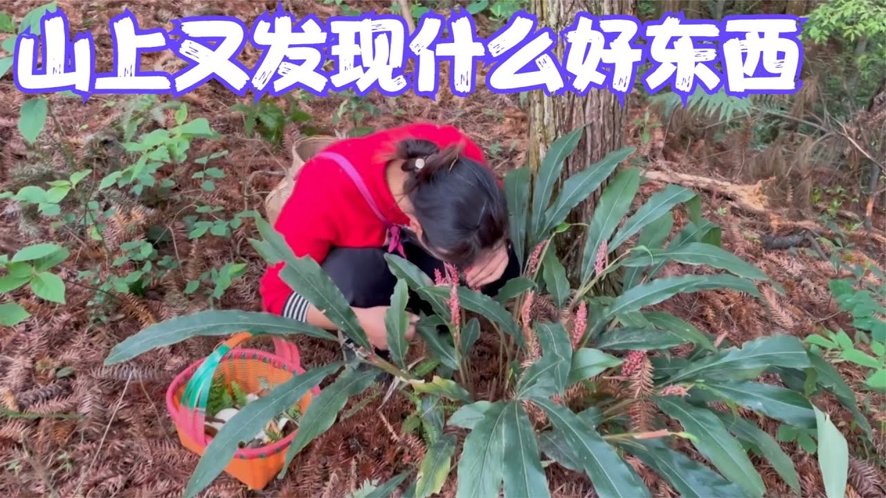 山野间花香弥漫，娜姐和雨锅今天又来寻宝，很多朋友羡慕的神仙生活