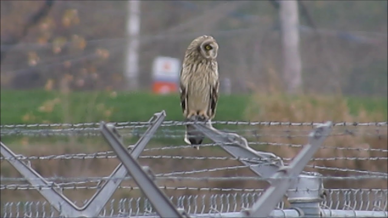Hibou des Marais/ Short-eared Owl   12/11/2017