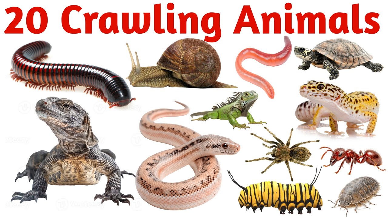 रेंगने वाले जानवर | Learn 20 Crawling Animals Names in English with Pictures and Sounds