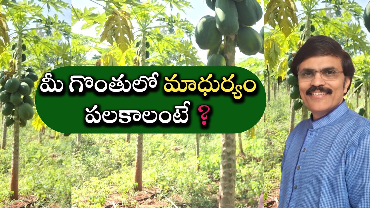 For melodious voice | what exactly sincerely to follow precautions food and tips explains here watch