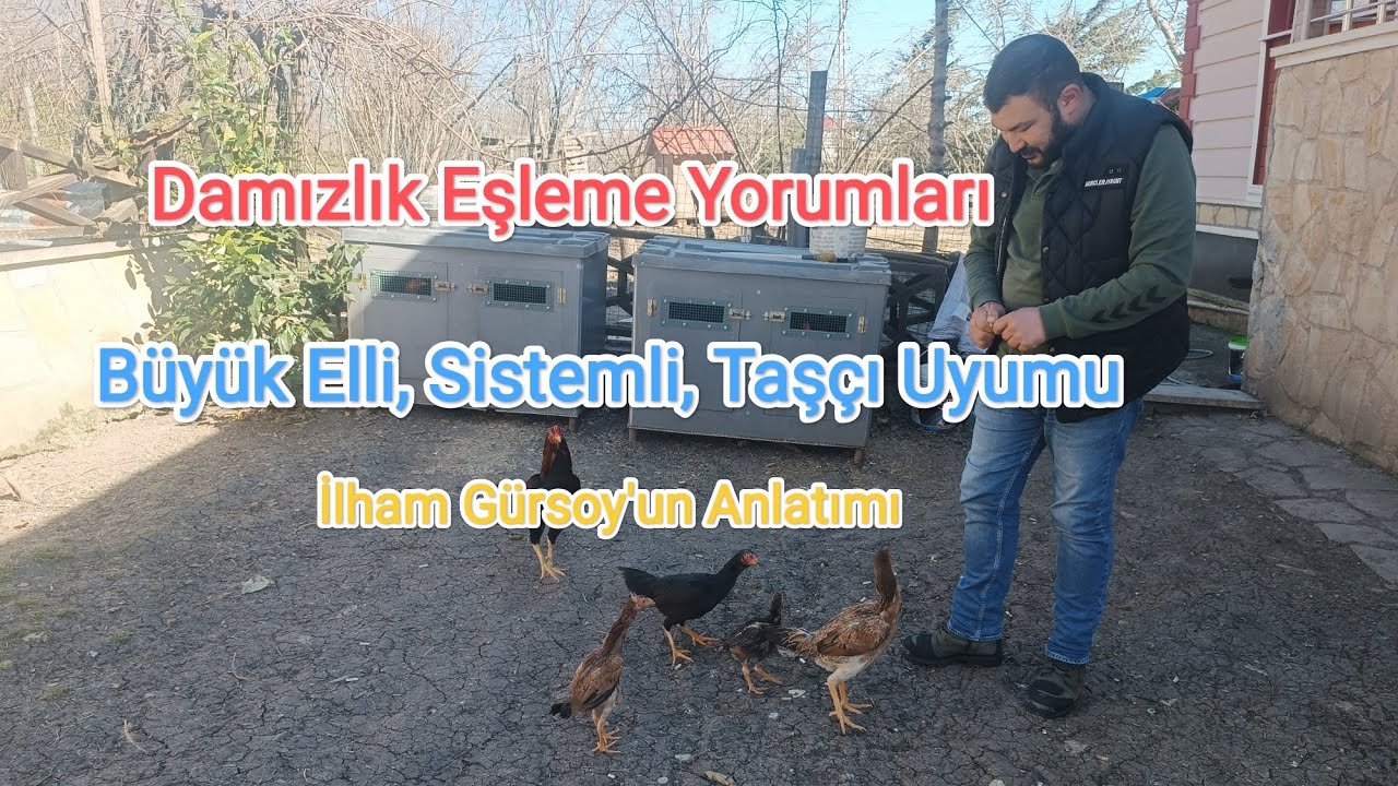 Damızlık Eşleme Yorumları. İlham Gürsoy'un Anlatımı