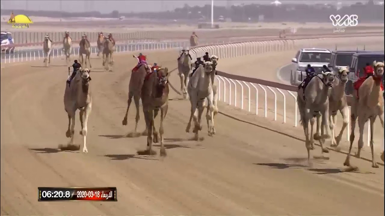 الشوط 1 (منحله) لـ هجن العاصفة 11:52:7 , ختامي الوثبة 2020/3/18 ثنايا مساء