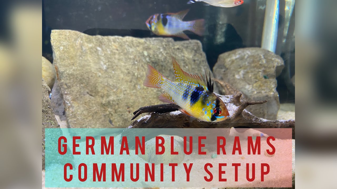 German blue rams community tank with rummy nose tetras and corydoras
