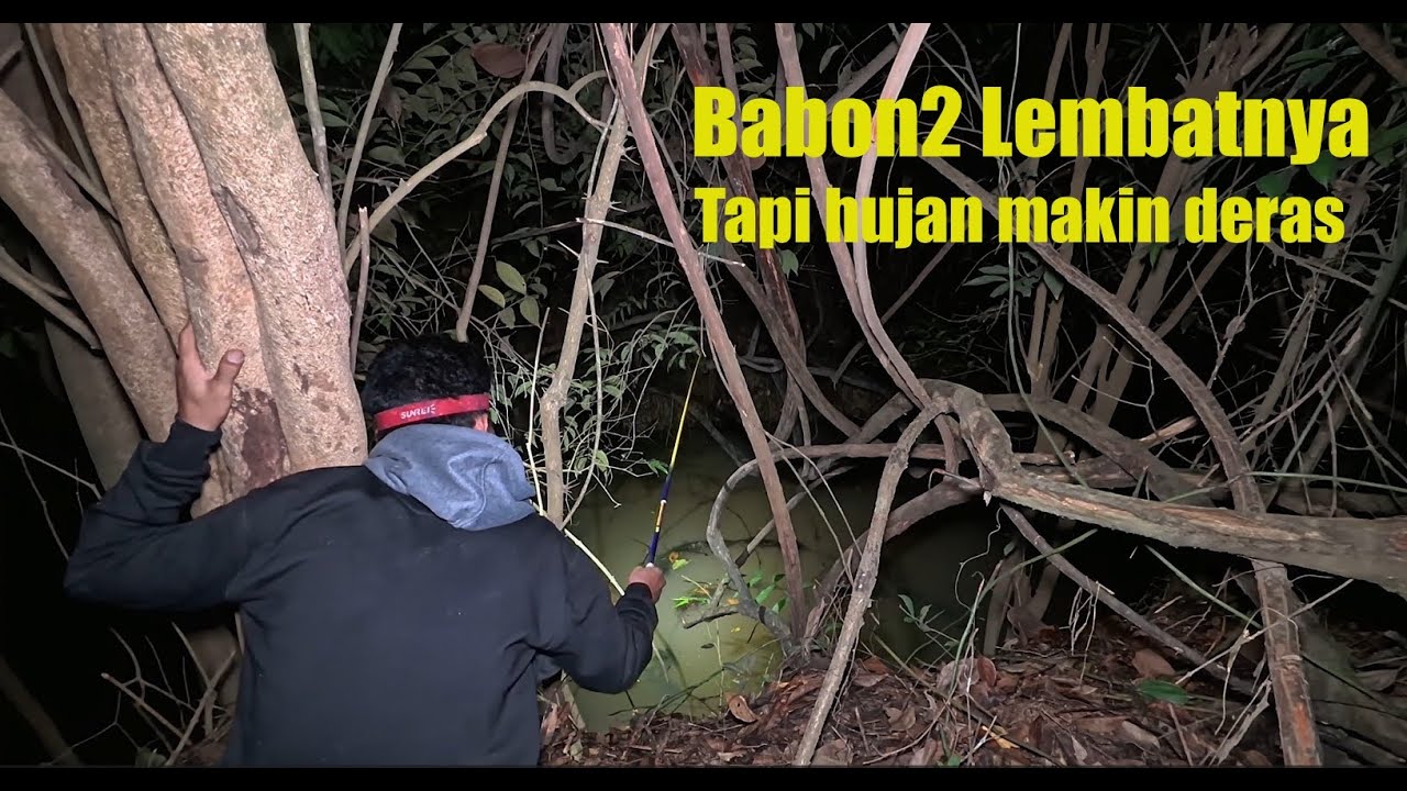 Ikan lembat Keli Babon2 Kali Ini Sobat  Puas Rasanaya