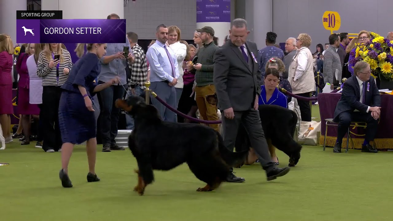 Setters (Gordon) | Breed Judging 2025