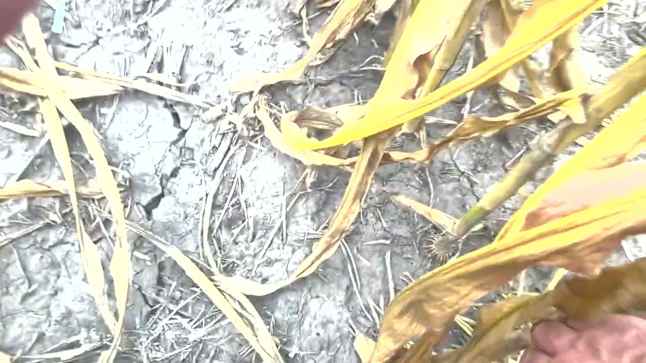 Identifying and managing corn stalk rot, lodging, and ear molds