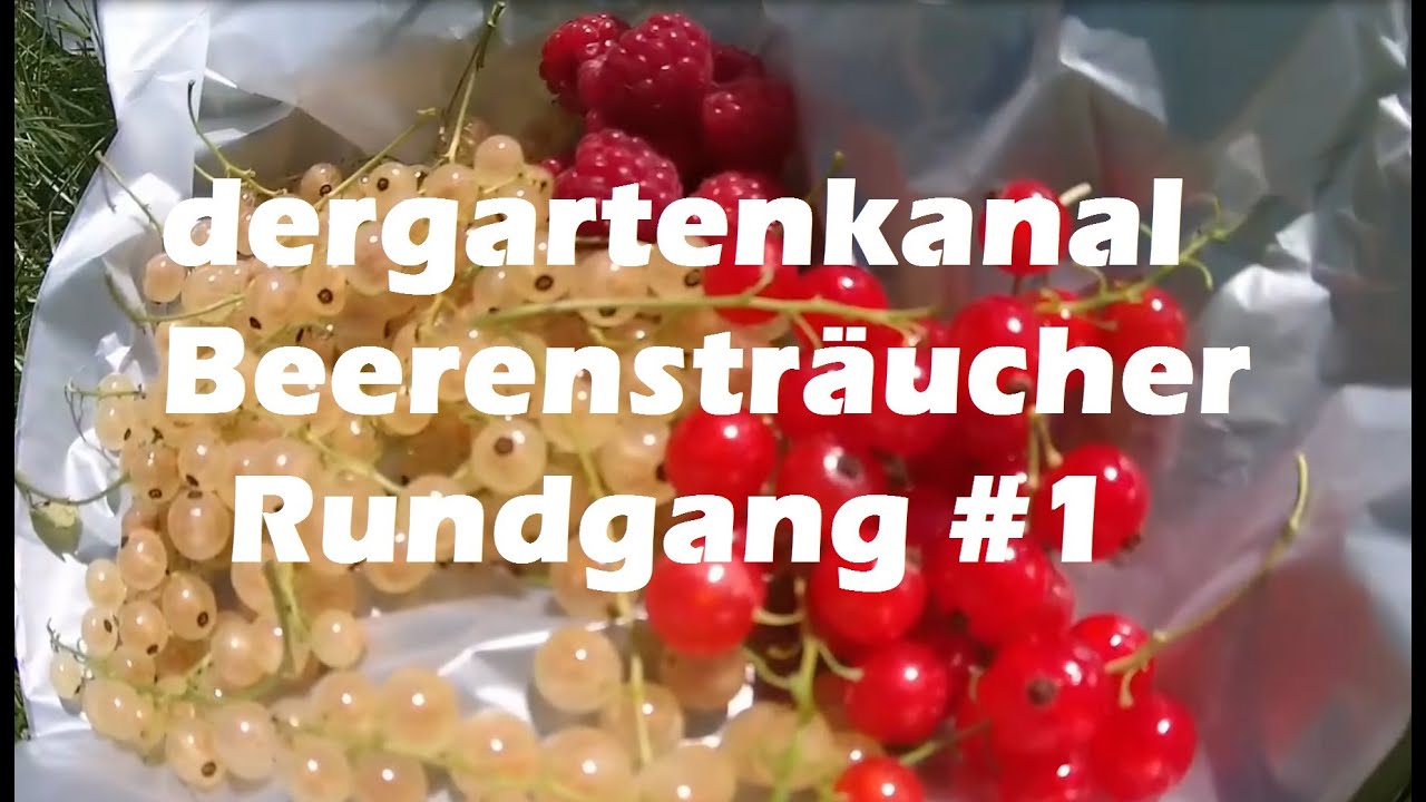 Beerenstr&auml;ucher Rundgang #1 | Himbeeren anbauen | Wei&szlig;e Johannisbeeren ernten