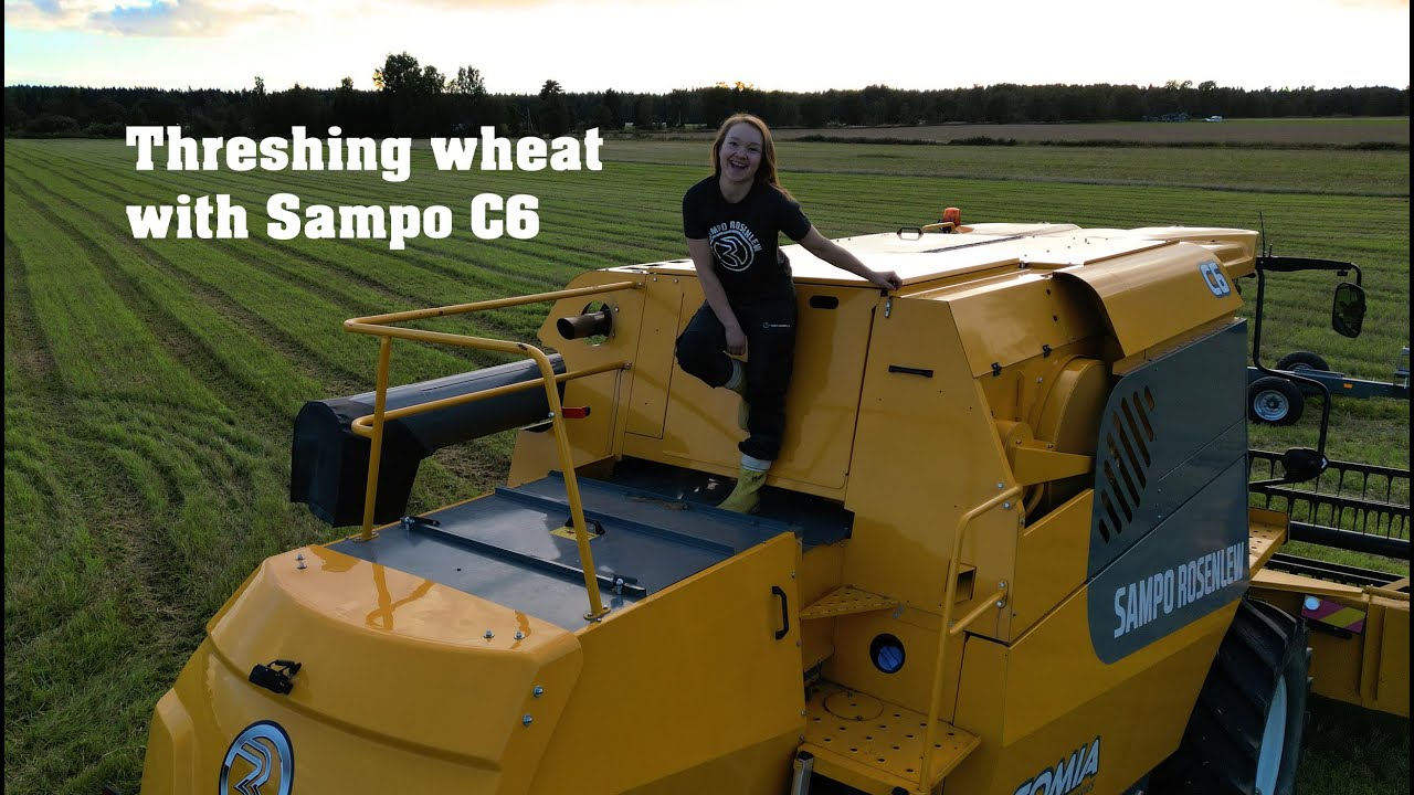 Threshing wheat with Sampo C6