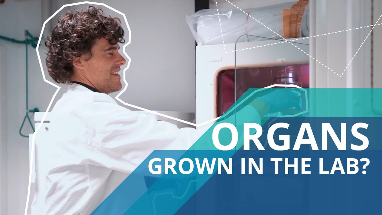 Is it possible to grow human organs in the lab? 🫀 | Quick Question for Dr. Wouter Derks