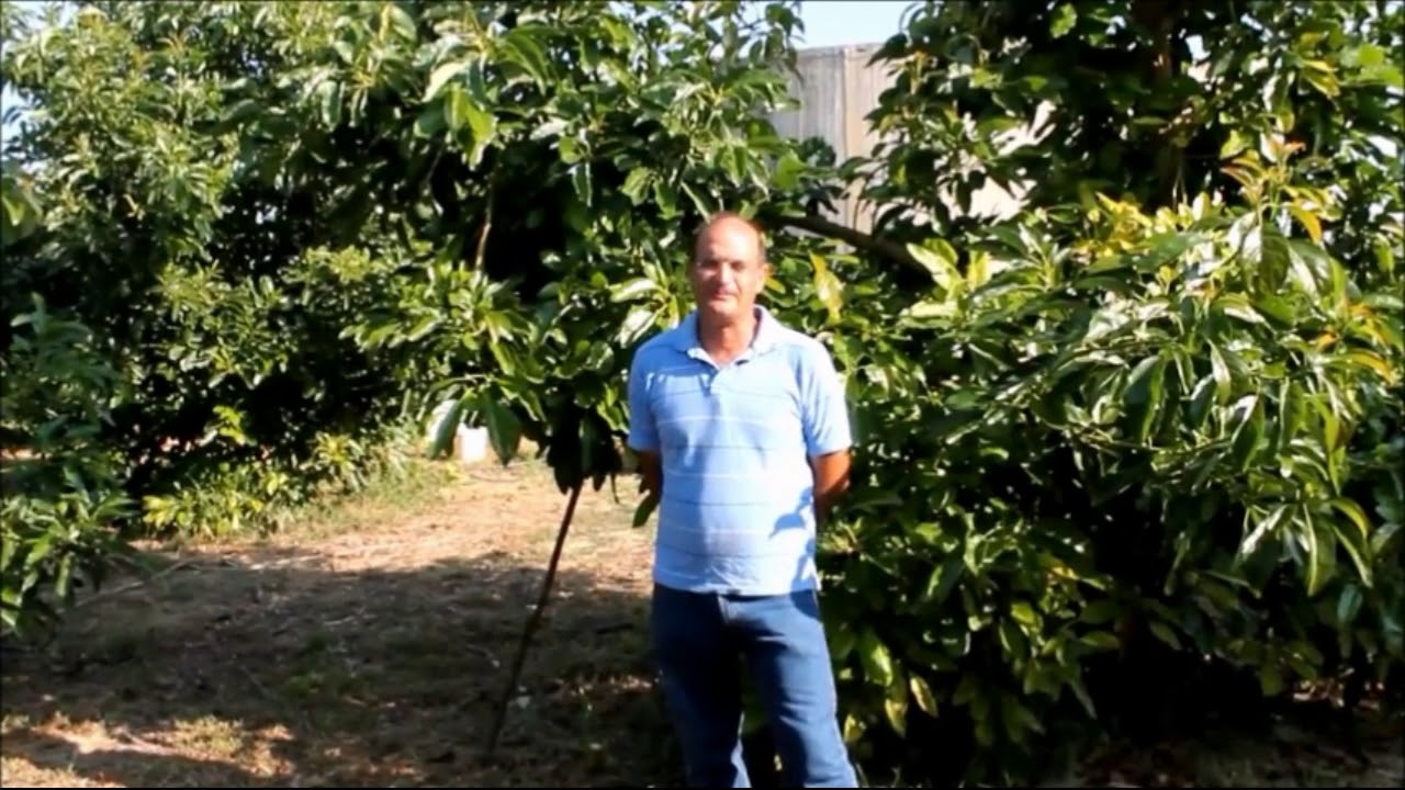 AVOCADO - importanza corretta scelta del portainnesto nella coltivazione in biologico