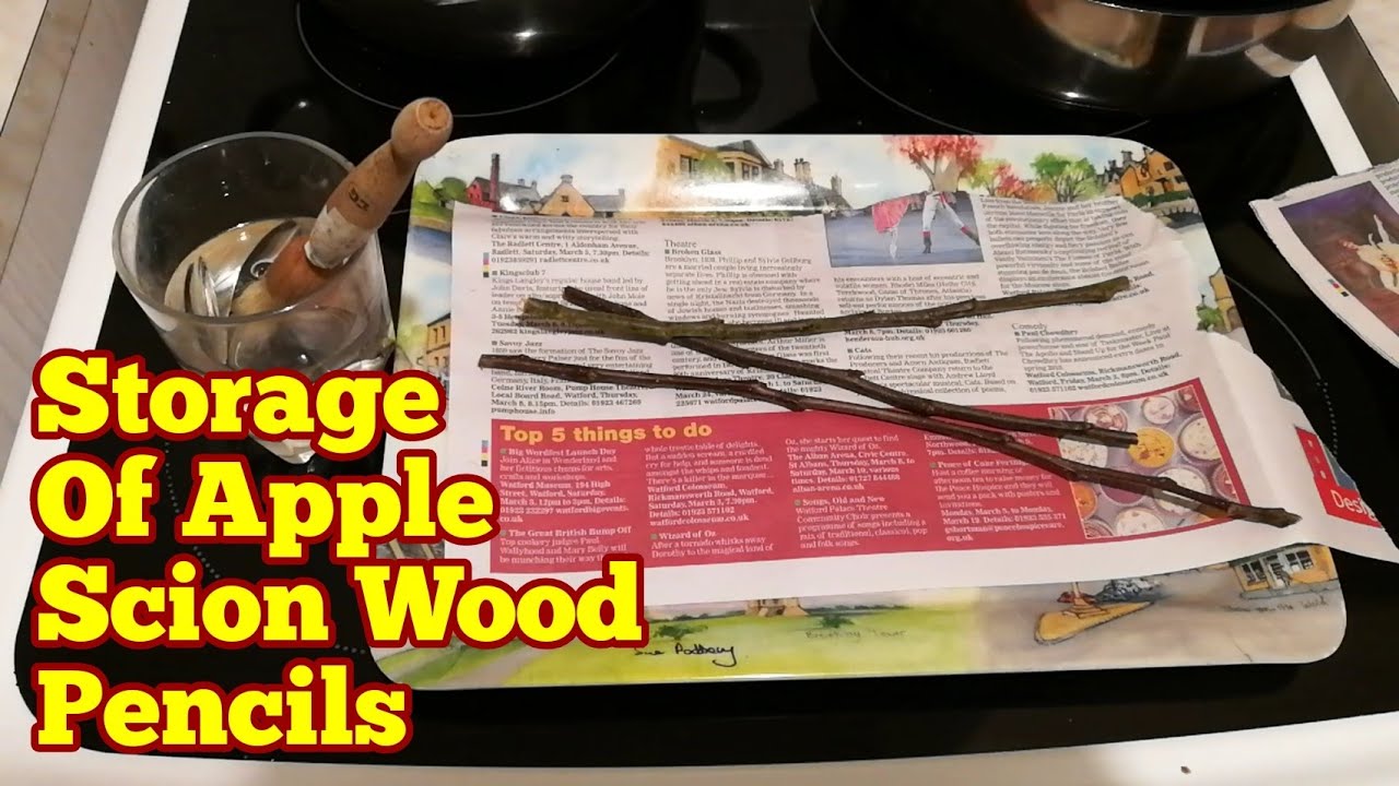 Storage Of Apple Scion Wood Pencils For Grafting