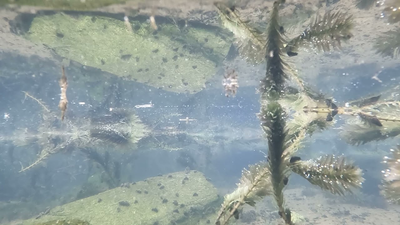 修景池のメダカ　春は来ませり
