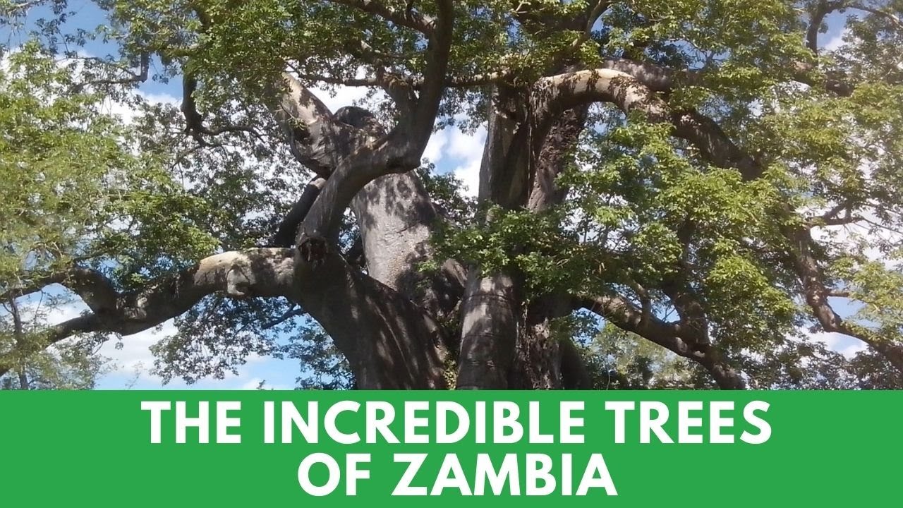 Impressive Knowledge About Zambia’s Trees!