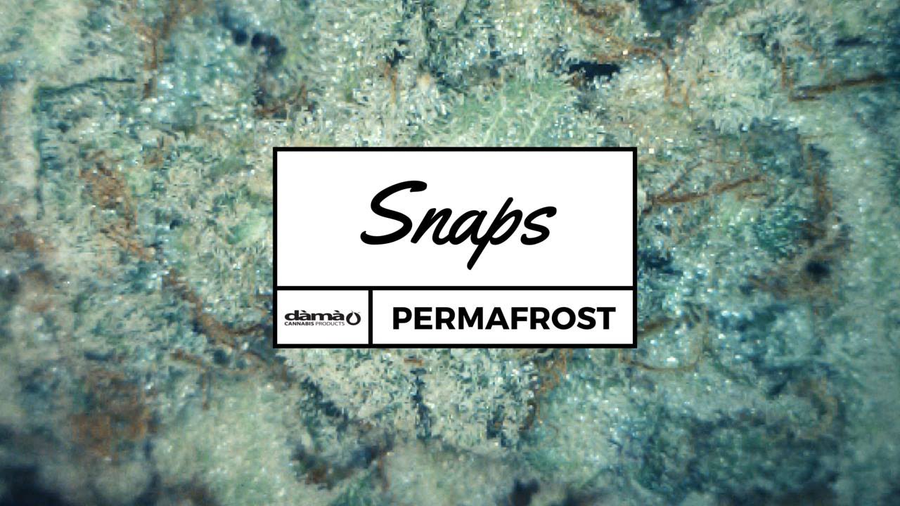 Snaps: Dama's Permafrost