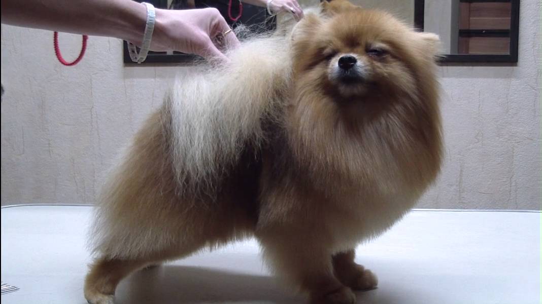 Шпиц с правильной структурой шерсти. Стрижка по контуру