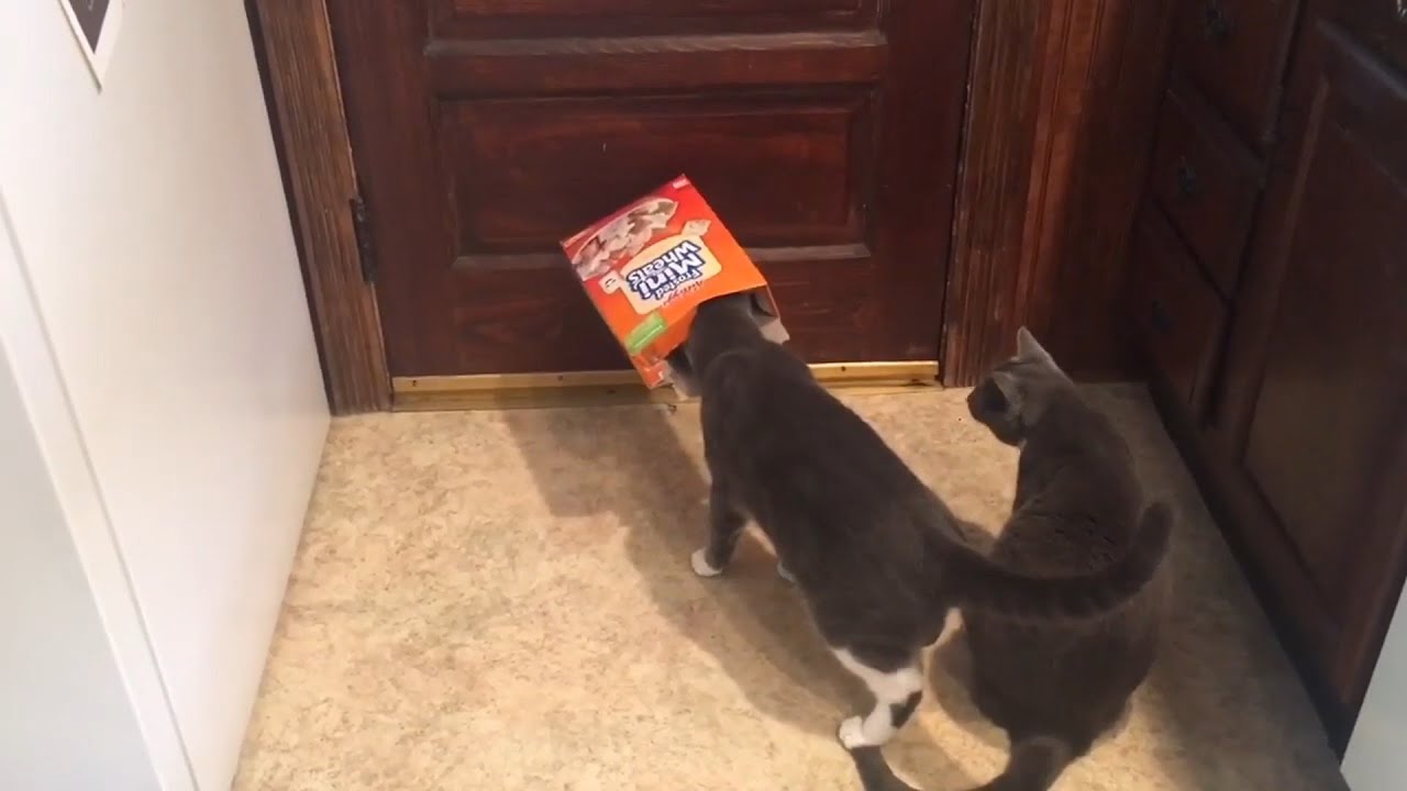 Funny Cats Hilariously Playing With Box