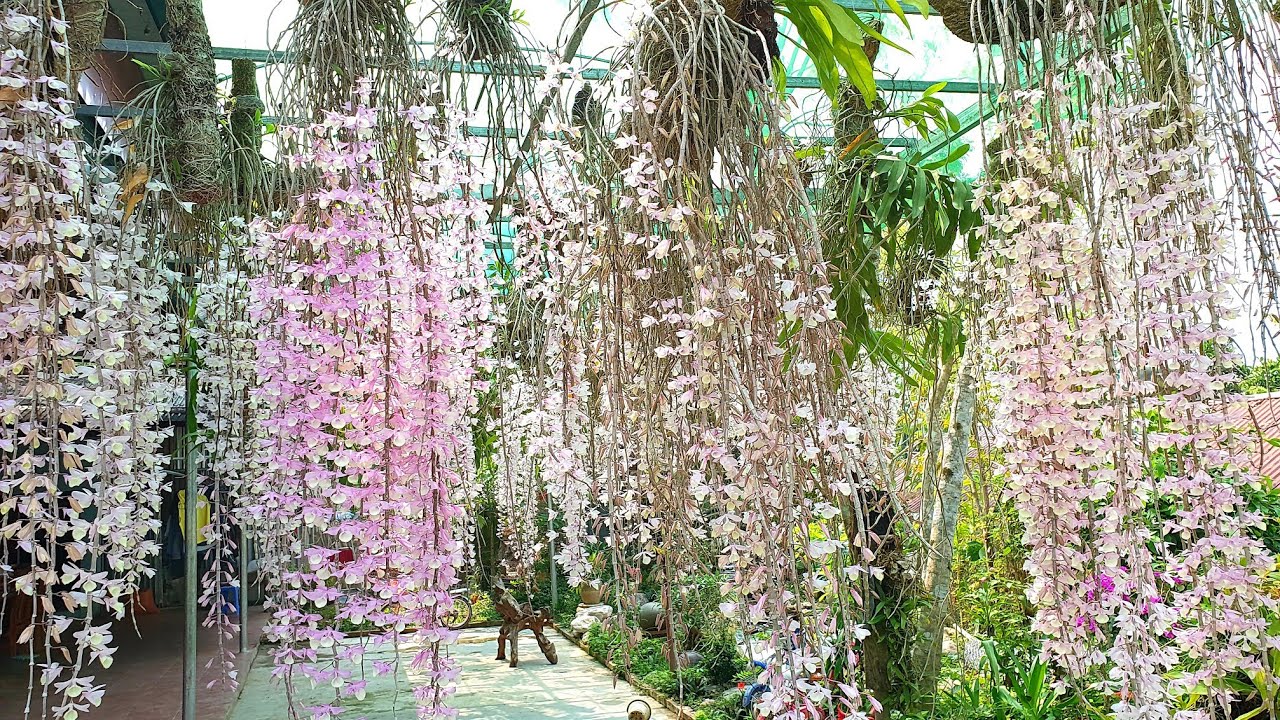 HOÀNG THẢO HẠC VỸ 
