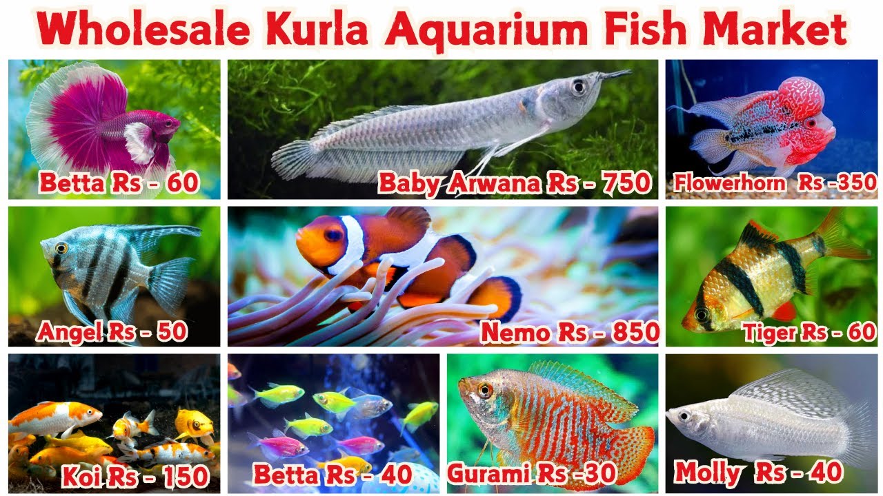 Wholesale Kurla Aquarium Fish Market | कुर्ला फिश मार्केट मासे स्वस्त दरात | #pets #fishtank #birds