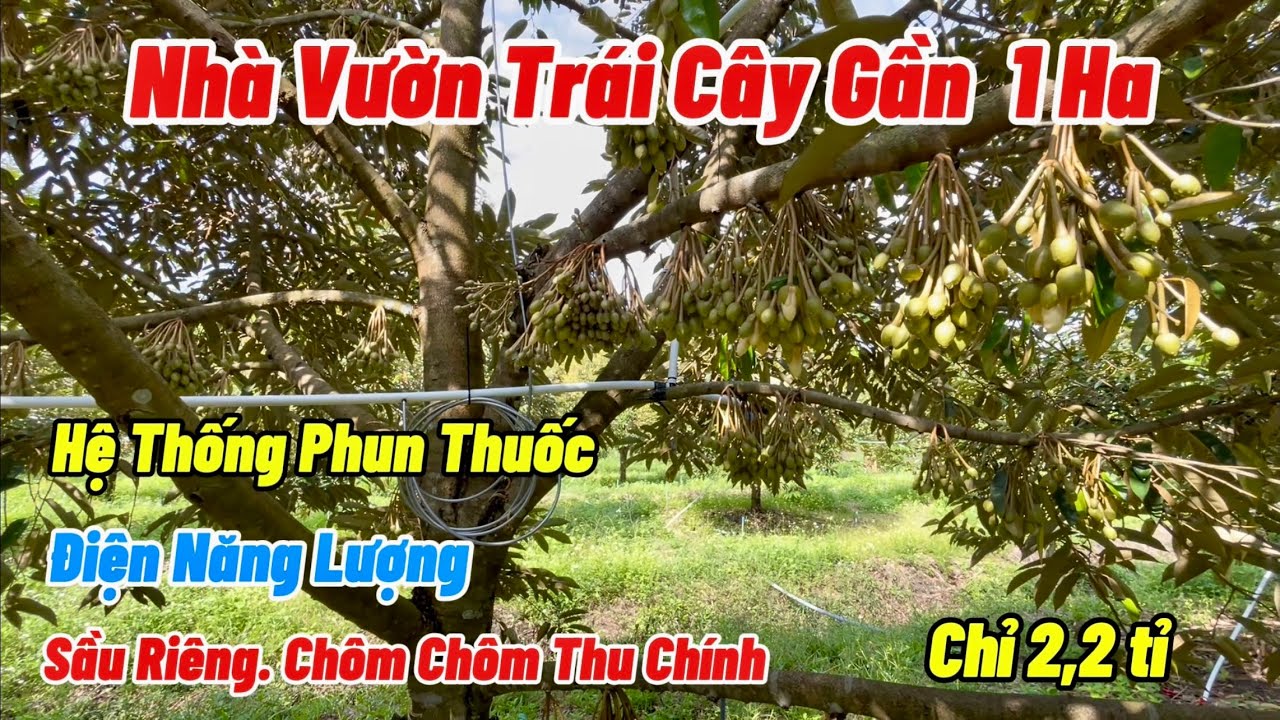 Nhà Vườn Sầu Riêng Và Chôm Chôm thu chính. Tặng hết hệ thống điện năng lượng và phun thuốc tự động. 