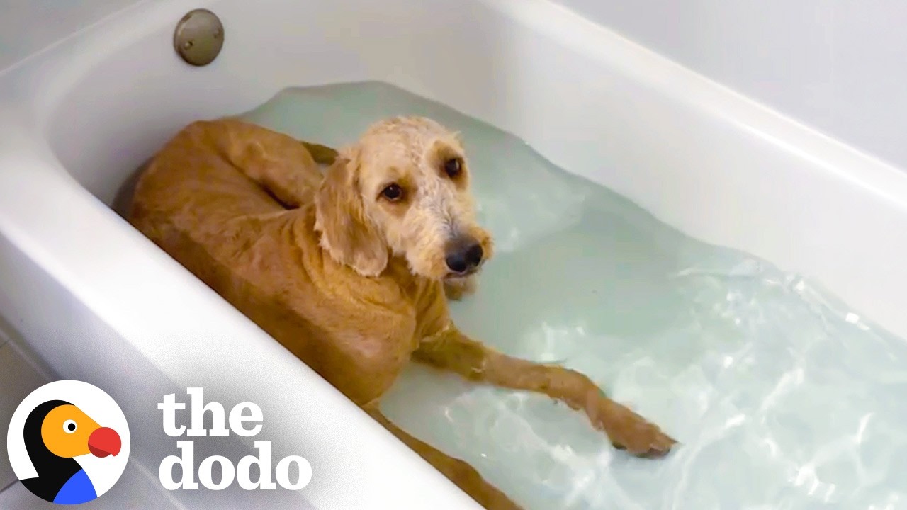 Заброшенный спасенный пёс не может перестать вмешиваться в купание мамы | The Dodo