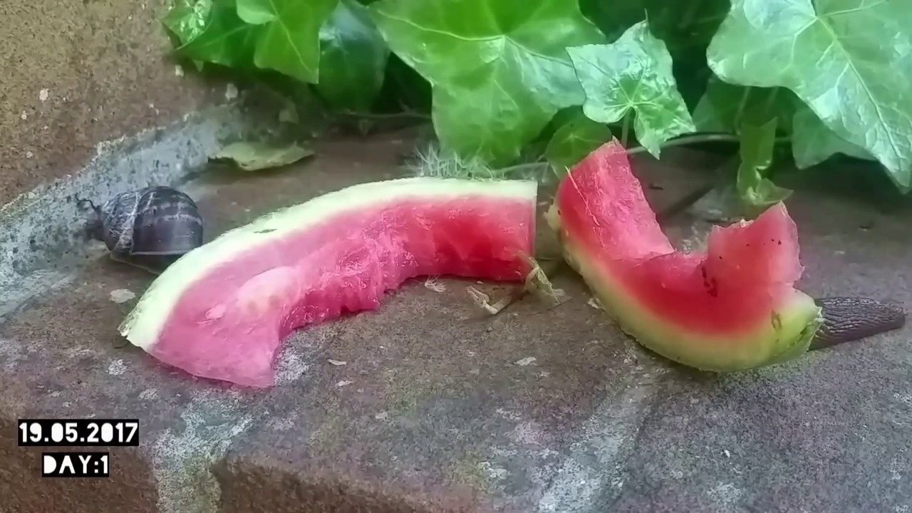 Snails vs Watermelon (time-lapse)