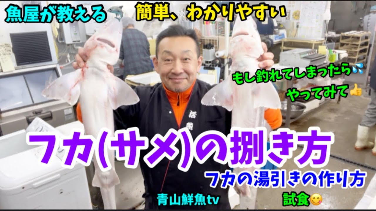 【サメが釣れたら🎣】フカ(サメ)の捌き方&湯引きの作り方🦈