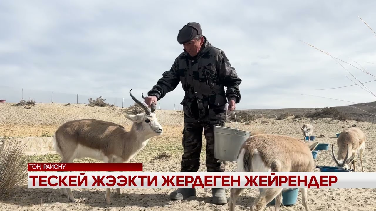 Тескей жээкти жердеген жейрендер