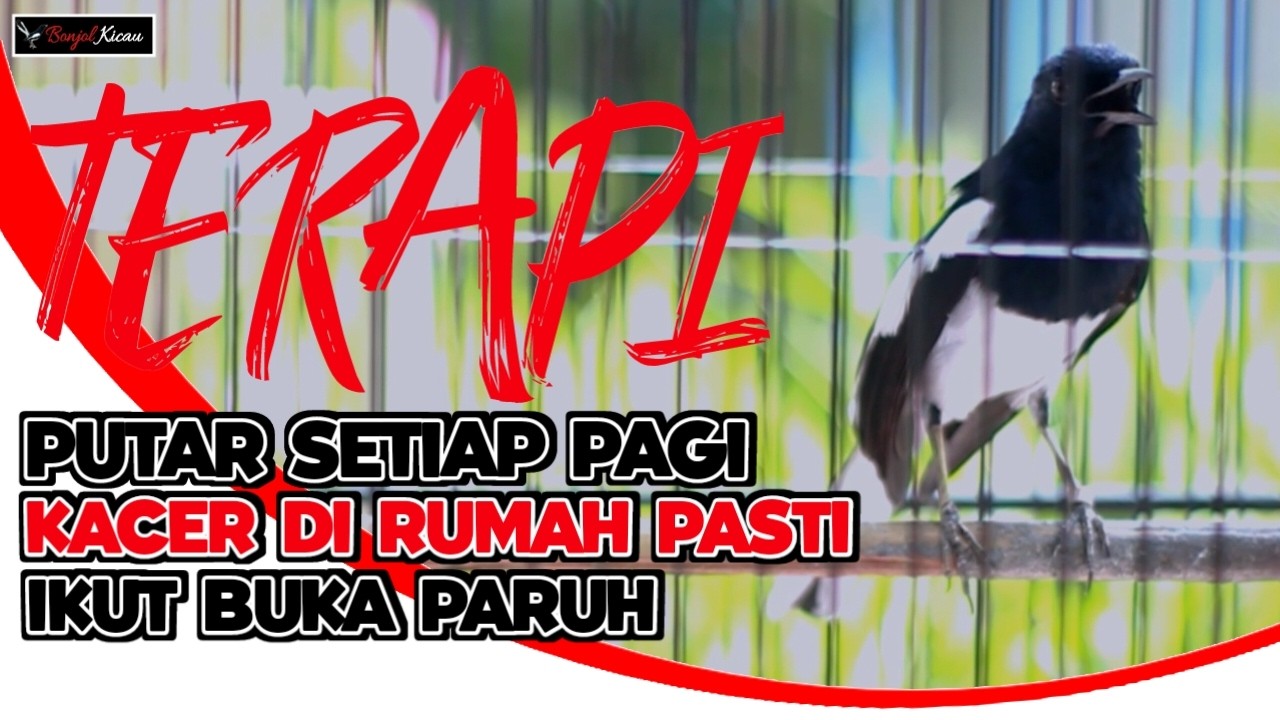 PLAY SUARA KACER INI SETIAP PAGI !! KACER DI RUMAH KALIAN PASTI IKUT BUKA PARUH - BONJOL KICAU